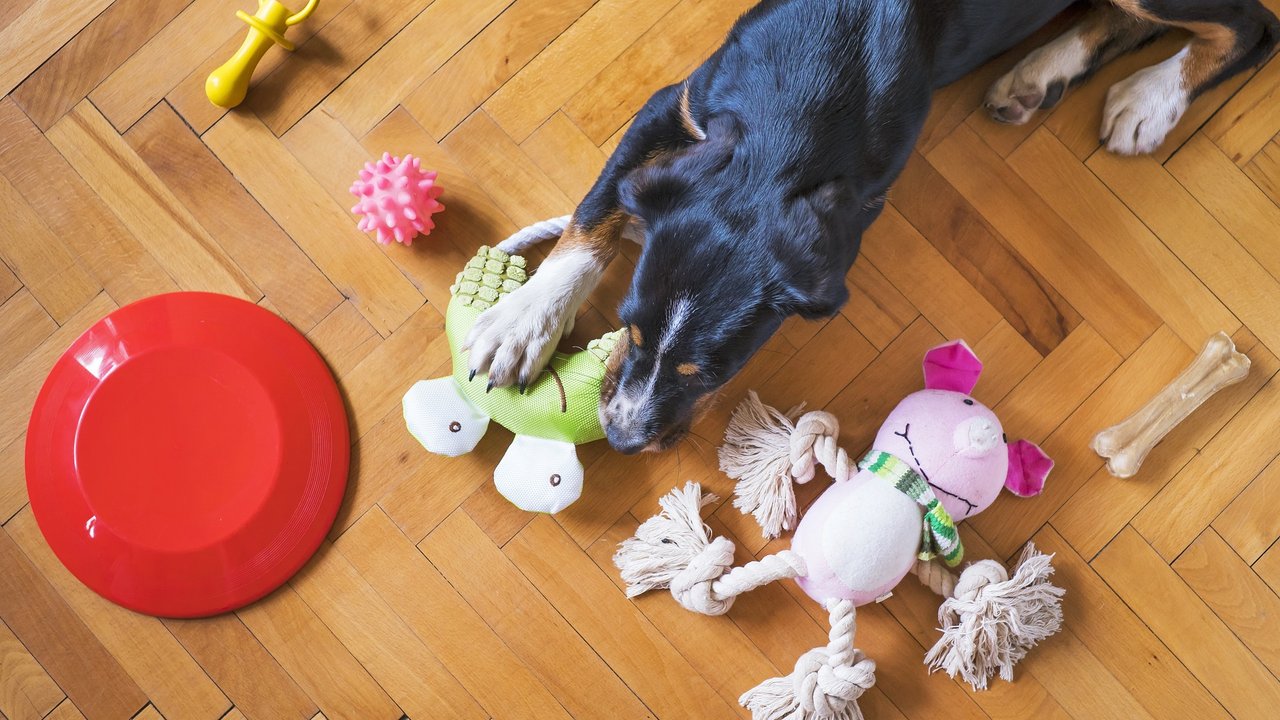 Spielende Hunde sind glücklicher und zufriedener.