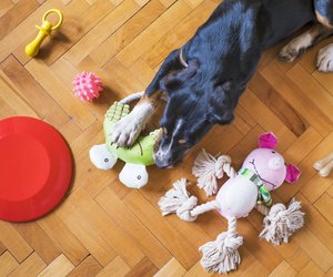 Spaß für Vierbeiner: Der Schnüffelball von Tchibo hält Hunde bestens beschäftigt