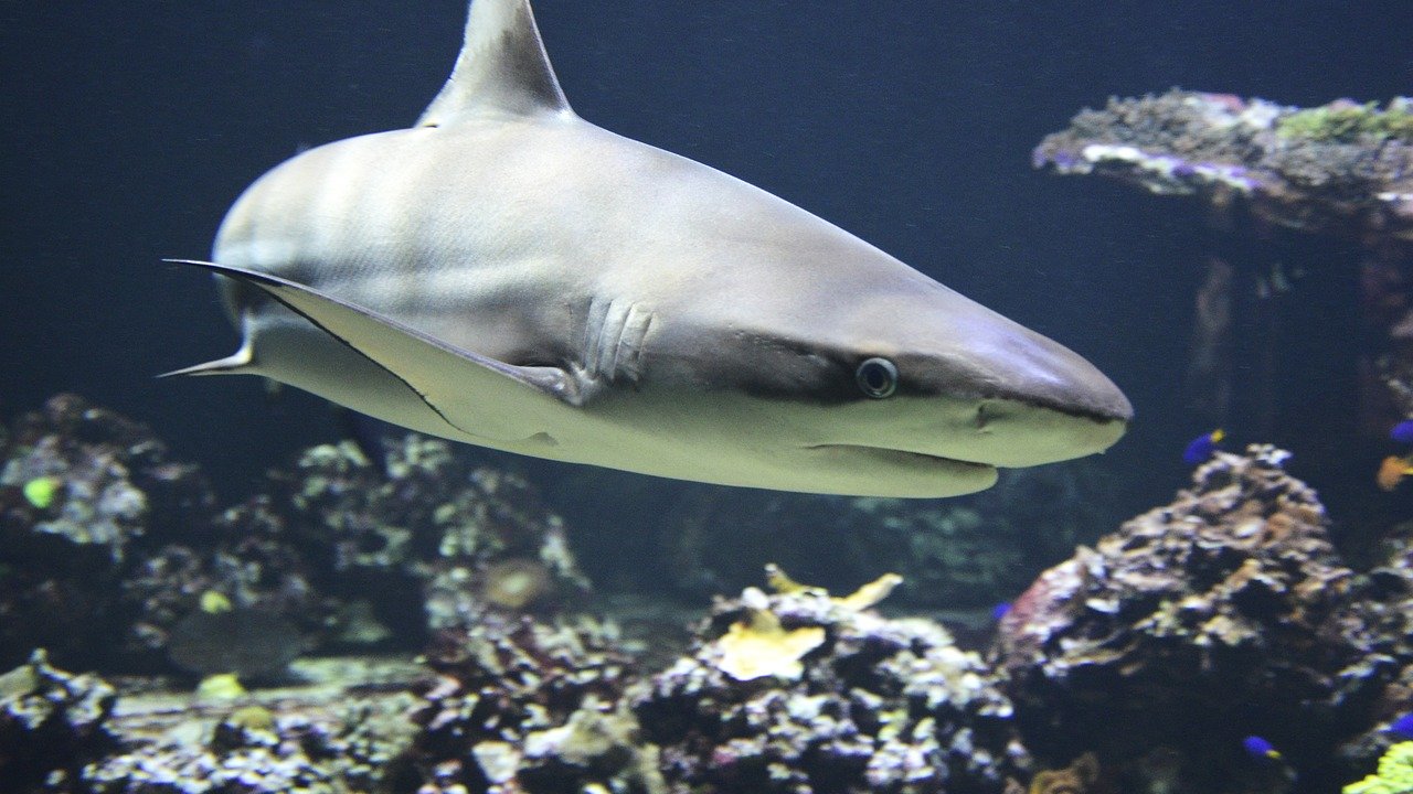 Sind Haie wirklich so gefährlich, wie es ihnen nachgesagt wird?