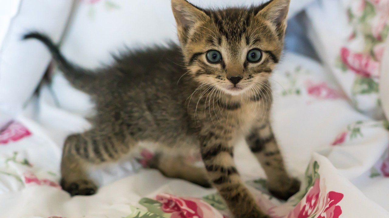 Die kleinste Katze der Welt ist ausgewachsen etwa so groß wie Jungtiere anderer Arten.