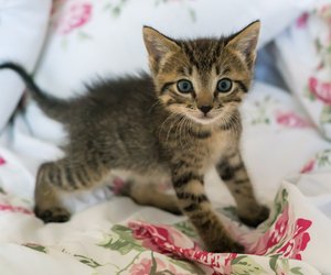 Winzig und niedlich: Das ist die kleinste Katze der Welt