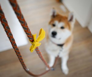 Hund trägt gelbe Schleife: Dieses Signal sollten alle Hundehalter kennen