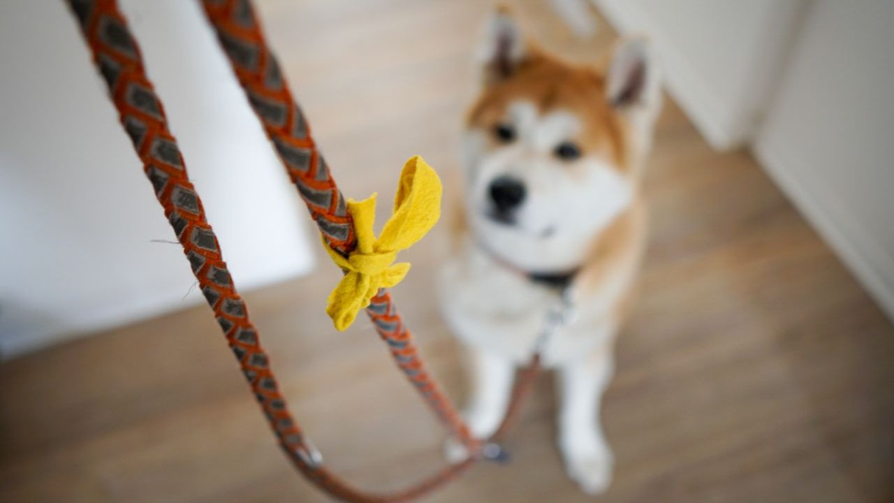 Gelbe Schleife Hund