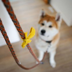 Hund trägt eine gelbe Schleife: Dieses Signal sollte jeder Hundehalter kennen