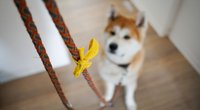 Hund trägt eine gelbe Schleife: Dieses Signal sollte jeder Hundehalter kennen