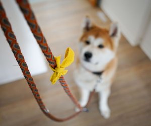 Hund trägt eine gelbe Schleife: Dieses Signal sollten Hundehalter kennen