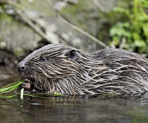 Biber in freier Wildbahn – Gefahr oder harmlos? So bleibst du sicher