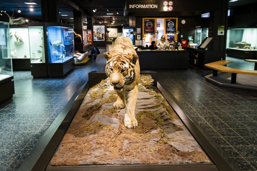 Zoologisches Institut - Skelett von Finnwal Finni im Centrum für Naturkunde - Hamburg - 06.04.2016 . Das Skelett wird zusammengesetzt und soll DIE Zierde im sehnlichst erwünschten Naturkunde-Museum sein.