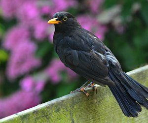 Unterschied Amsel und Drossel: Wie lassen sie sich auseinanderhalten?