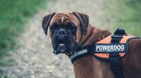 Wie alt werden Boxer? So viele Lebensjahre kann die Hunderasse erreichen