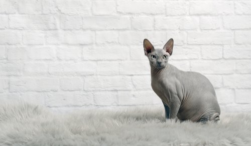 Sphynx Katze Sphynx Katze