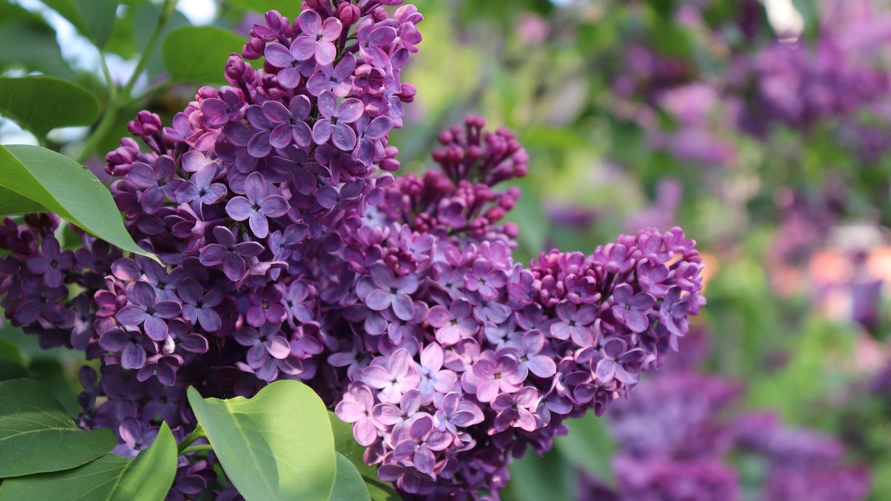 Flieder besitzt attraktive Blüten und eignet sich auch für die Blumenvase.