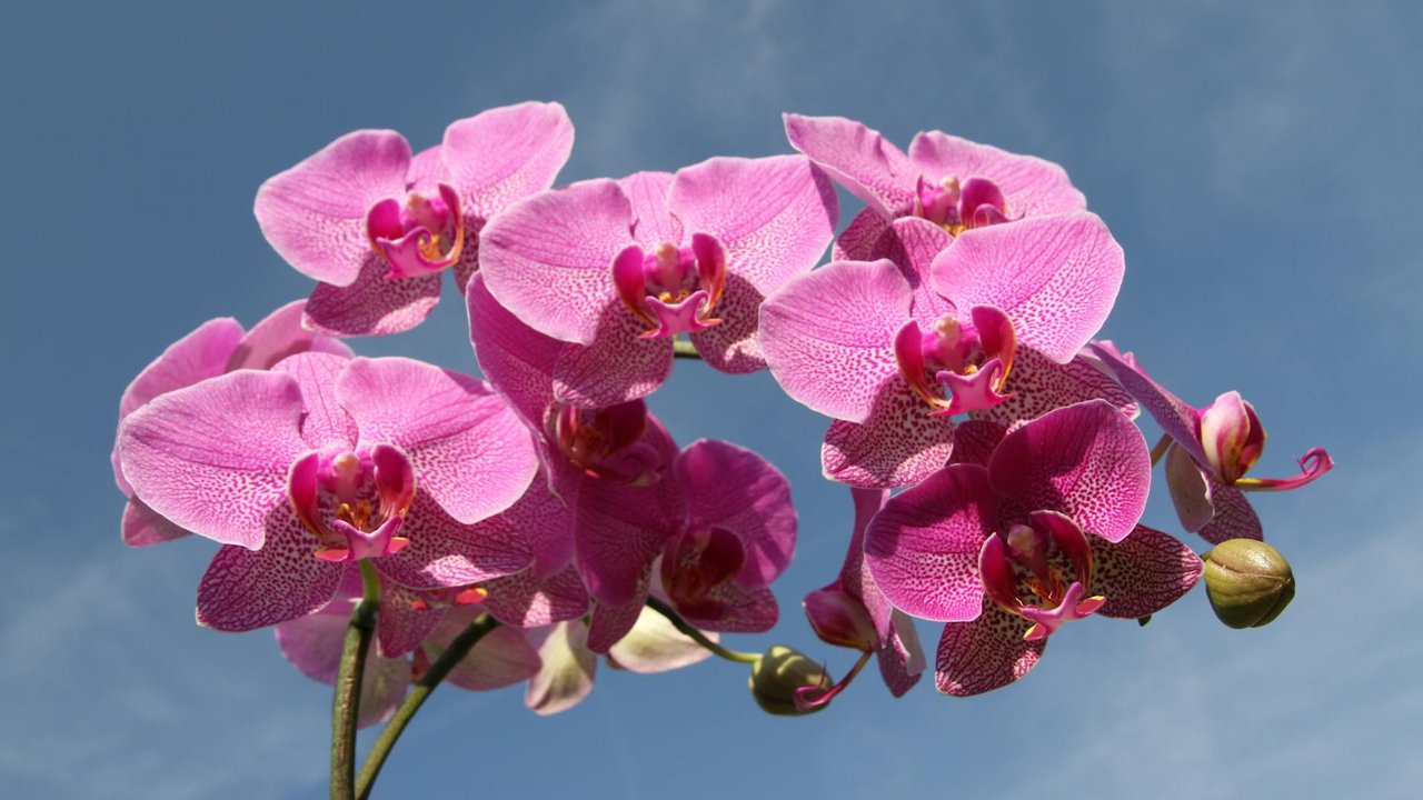 Orchideen gehören zu den bekanntesten Blumen mit O.