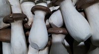 Kräuterseitlinge mit Schimmel – Wie erkenne ich das sicher?