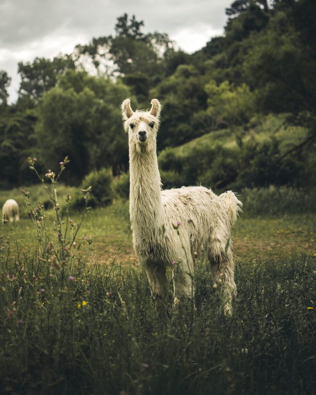 Raues Fell und Bananenohren: das Lama