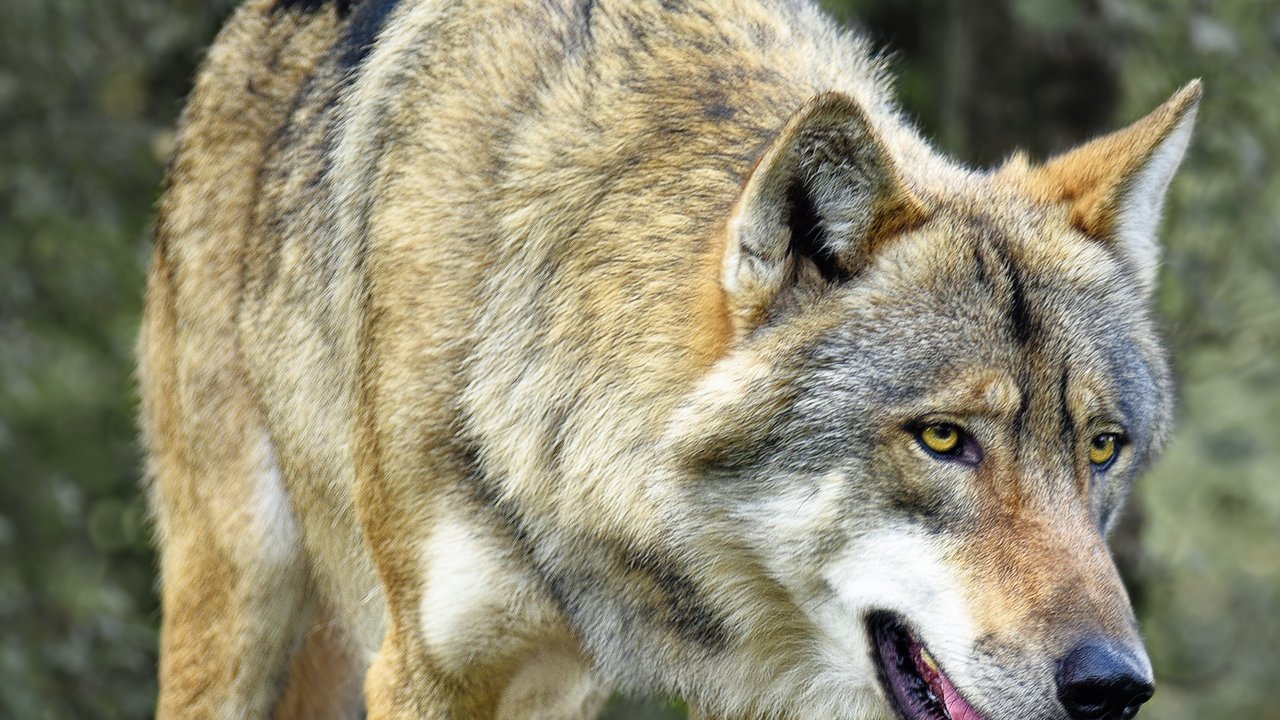 Der Wolf ähnelt optisch dem Hund, kann aber unter Umständen weitaus älter werden.
