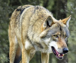 Rotkäppchens Erzfeind: Wie alt wird eigentlich ein Wolf?