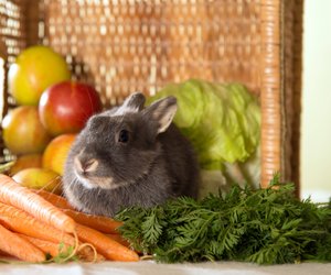 Dürfen Kaninchen Wassermelone essen? Das musst du beachten 