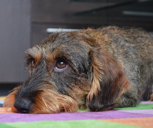 Für Pfotenfreunde: Wie alt werden Dackel?