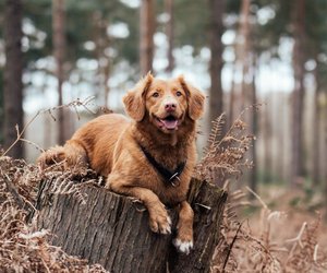 Die besten Jagdhunde: Diese 8 Rassen sind echte Jäger