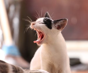 Wenn deiner Fellnase zu warm ist: Können Katzen schwitzen?