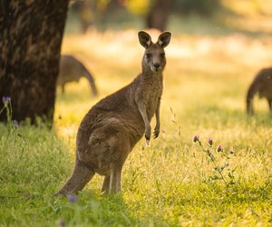 Ein Känguru als Haustier halten? Das solltest du wissen