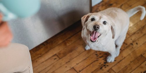 Dürfen Hunde Ingwer essen? In manchen Fällen lieber nicht