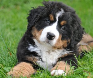 Über unsere Fellies: Wie alt werden Berner Sennenhunde?