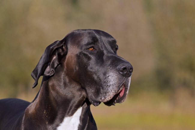 Die Deutsche Dogge ist eine der größten Hunderassen.