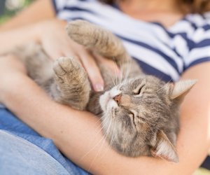 Neidische Stubentiger: Katzenrassen, die durch starke Eifersucht auffallen