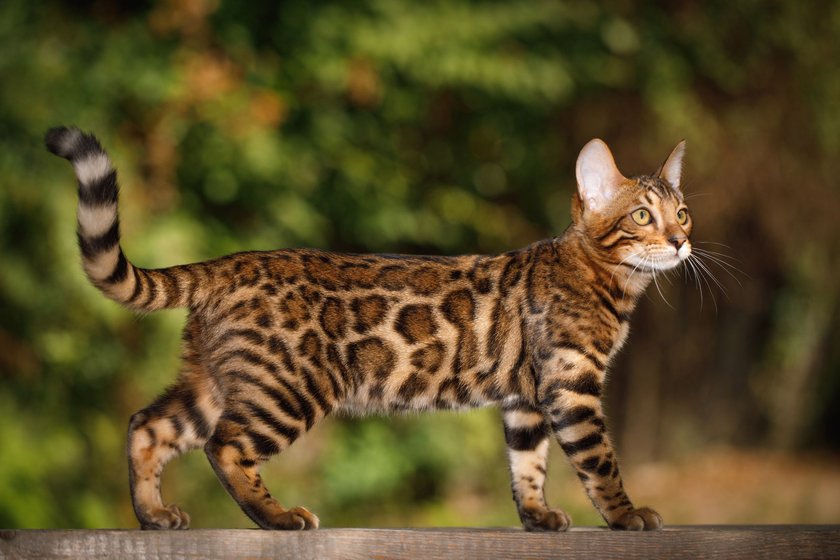 Die 7 seltensten Katzenrassen der Welt