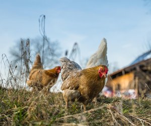 Was dürfen Hühner nicht fressen? Das bleibt weg vom Schnabel