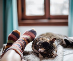 Wählt eure Katze diese Schlafpositionen, will sie euch etwas sagen