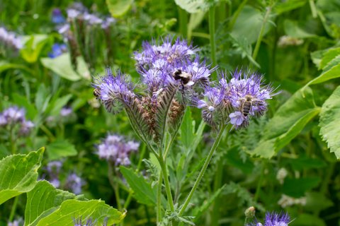 Fr Balkon & Garten: Diese 9 Pflanzenarten sind besonders bienenfreundlich