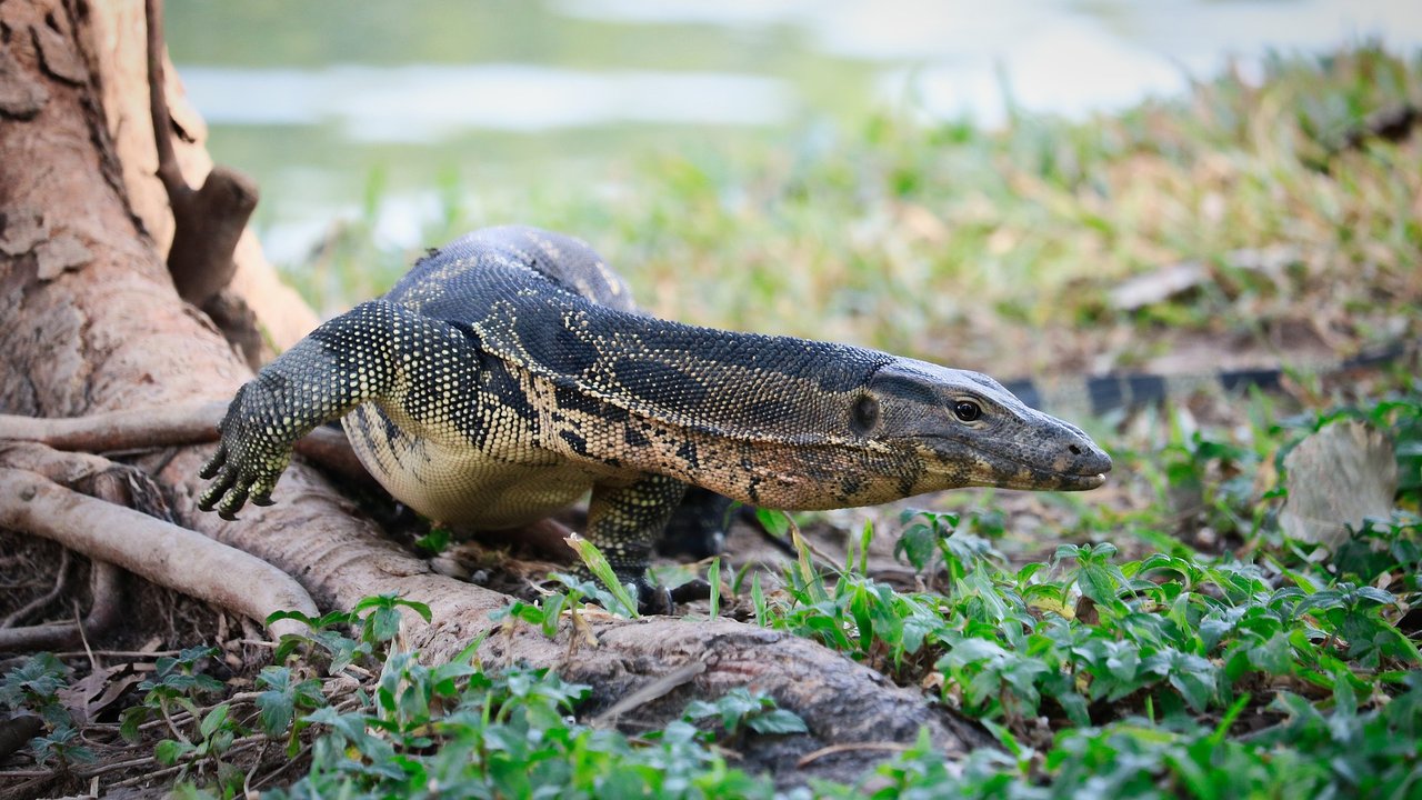 Der Komodowaran ist durch seine Farbe gut getarnt.