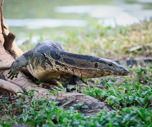 Komodowaran: Wie giftig ist die Riesenechse?