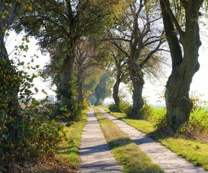 Erkundet die schönsten Alleen Deutschlands