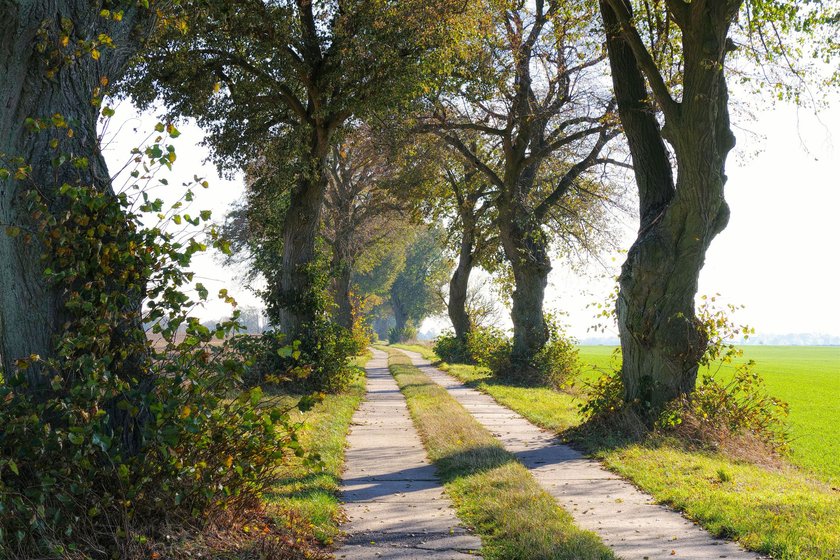 13 tolle Alleen in Deutschland