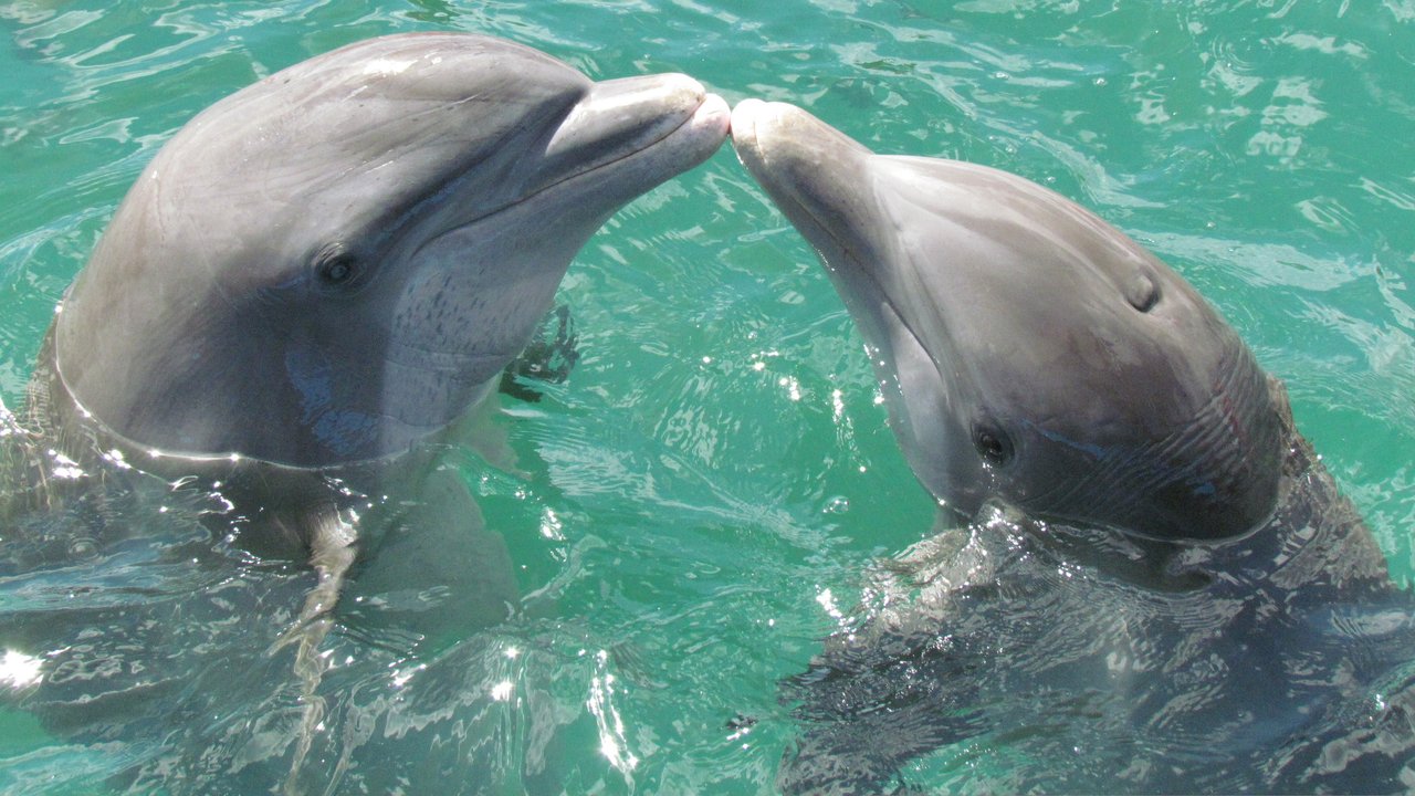 Delfine sind nicht nur sehr schlau, sie werden auch sehr alt.