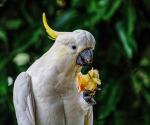 Bunte Federn, tolle Vögel: Diese Kakadu‑Arten sind beeindruckend!