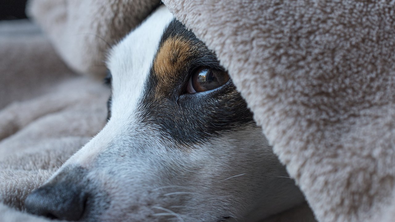 Neugierig schaut der Hund, ob es ein Leckerli gibt. 