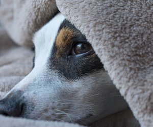 Dürfen Hunde Mandeln essen? Wann Vergiftungsgefahr droht