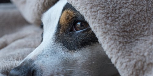 Dürfen Hunde Mandeln essen? Wann Vergiftungsgefahr droht