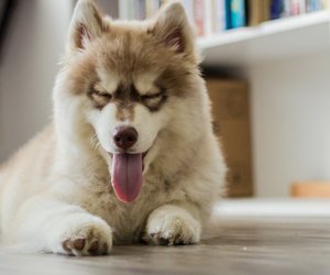 Dürfen Hunde Schweinefleisch fressen? Da ist Vorsicht geboten