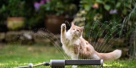 Ist der Gummibaum fr Katzen giftig? Alles, was du dazu wissen musst