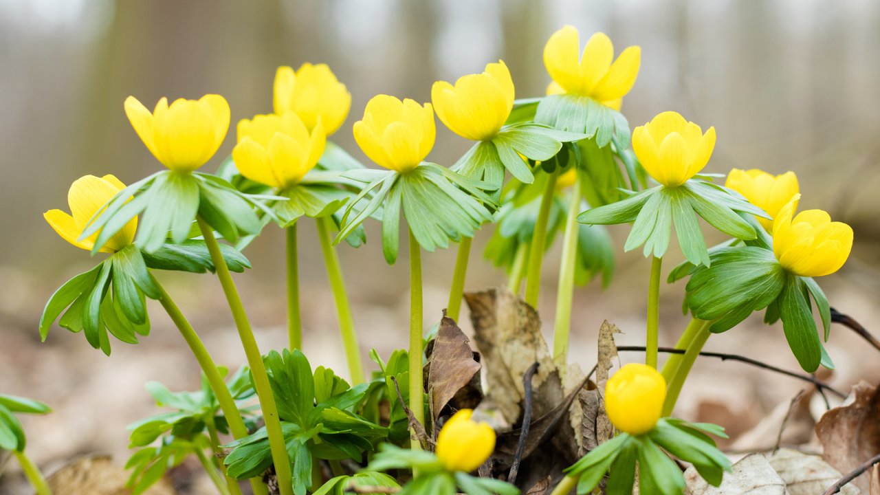 Sehen Winterlinge nur hübsch aus oder sind sie auch giftig?