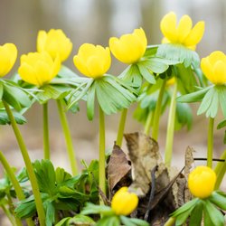 Sind Winterlinge giftig? Das musst du über die gelben Winzlinge wissen