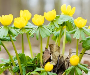 Sind Winterlinge giftig? Das musst du über die gelben Winzlinge wissen