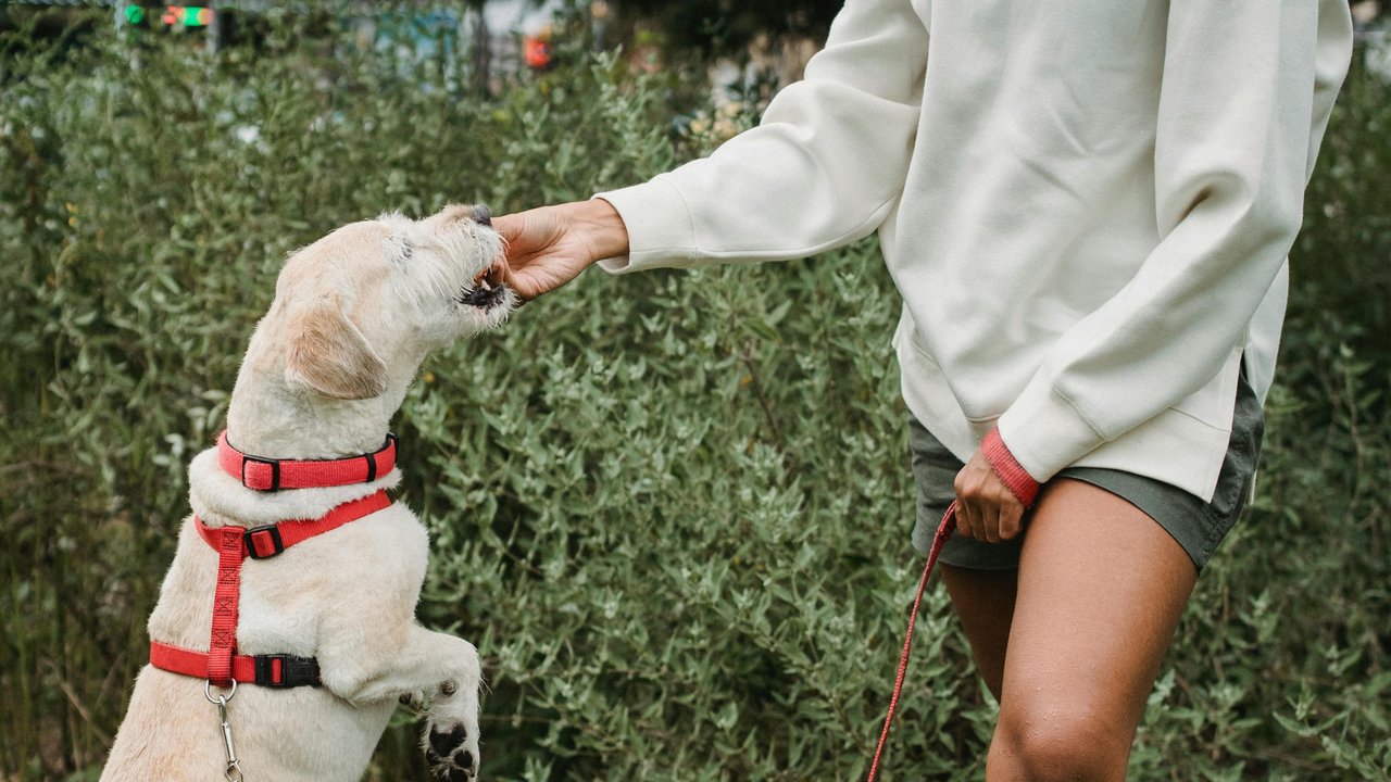 Reiswaffeln sind ein guter Knabbersnack zum Mitnehmen. Ganz unbedenklich ist das Leckerli aber nicht.