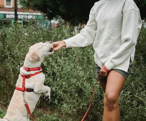 Gesund&#x20;oder&#x20;gef&#x00E4;hrlich&#x3F;&#x20;D&#x00FC;rfen&#x20;Hunde&#x20;Reiswaffeln&#x20;essen&#x3F;